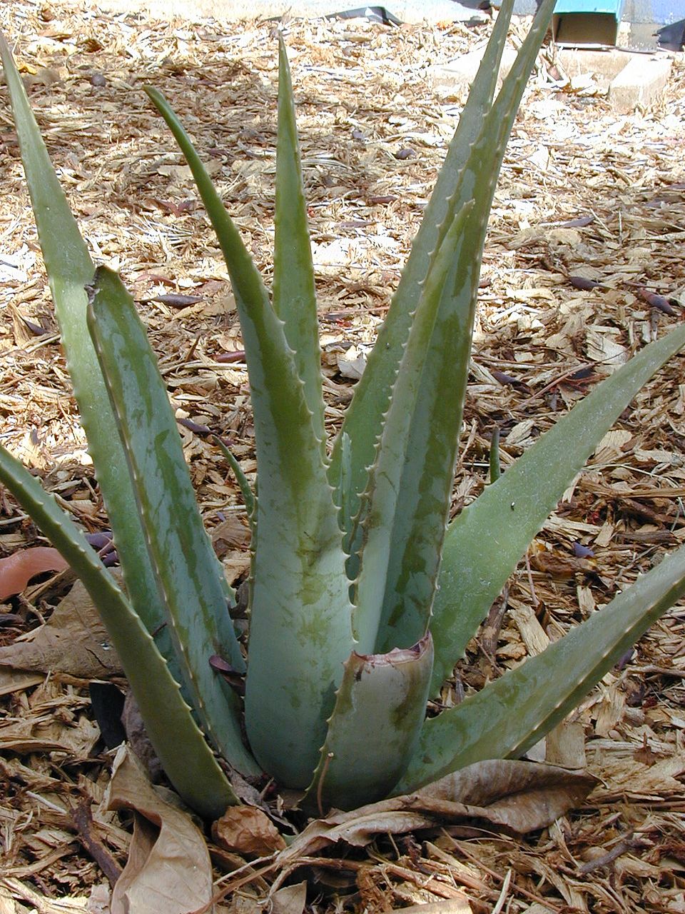 Aloe Vera (Aloja Vera) biljka